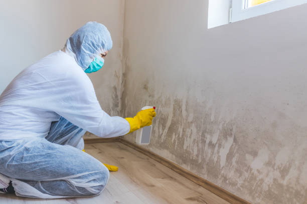 Licensed Attic Mold Removal service in Hillsboro, TX - WQB Mold Removal