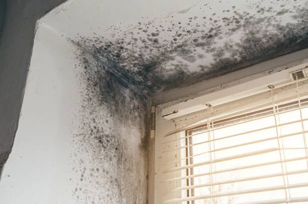 Affordable Attic Mold Removal solutions in Hillsboro, TX